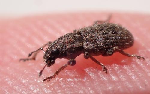 Réf. 350 729 : Sitona hispidulus